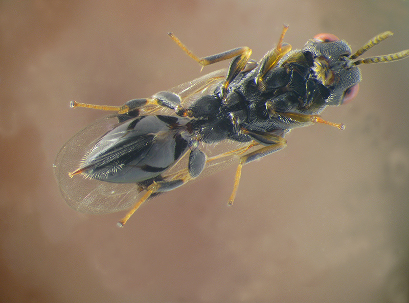 Cynipidae: Andricus quercustozae con parassitoide